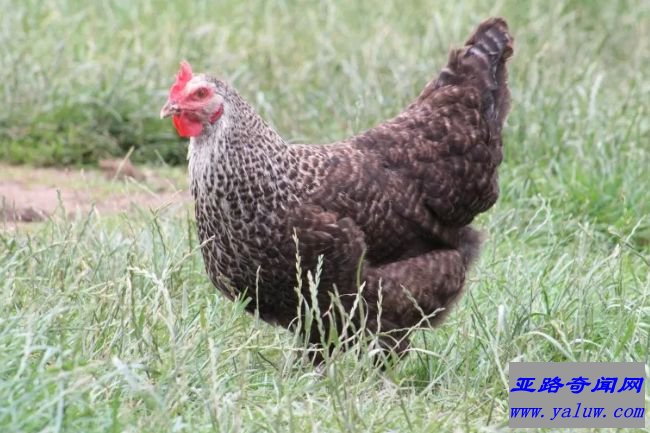 Speckledy hen- Hybrid