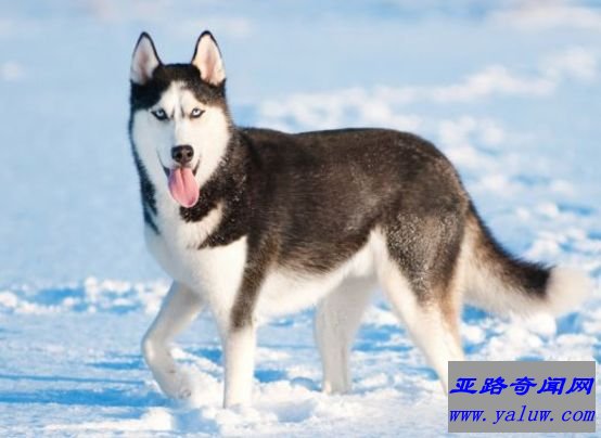 西伯利亚雪橇犬