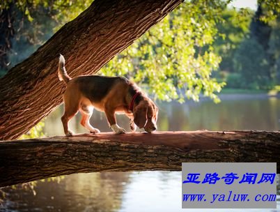 比格猎犬