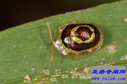 Tortoise and Leaf-mining Beetle