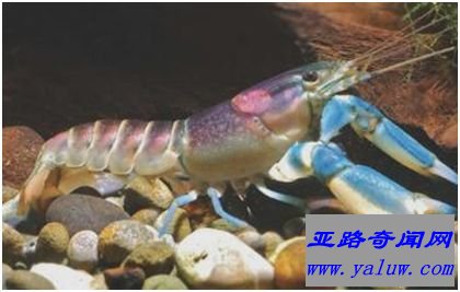 龙虾Cherax pulcher