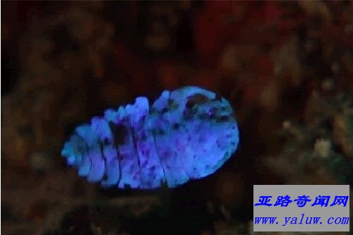 Sea Sapphire