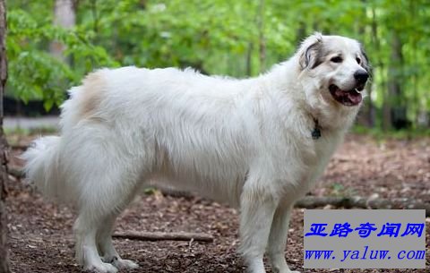 大白熊犬 81厘米